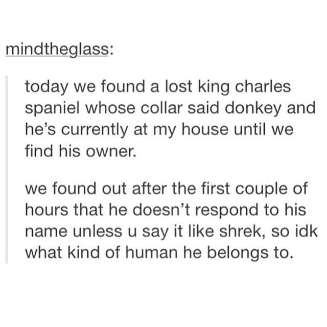 dog named donkey - mindtheglass today we found a lost king charles spaniel whose collar said donkey and he's currently at my house until we find his owner. we found out after the first couple of hours that he doesn't respond to his name unless u say it sh