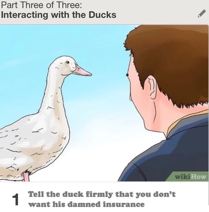 aflac meme - Part Three of Three Interacting with the Ducks wikiHow Tell the duck firmly that you don't want his damned insurance