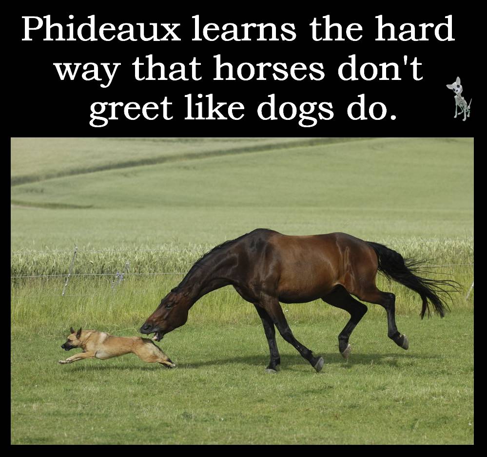 horse and dog - Phideaux learns the hard way that horses don't greet dogs do.