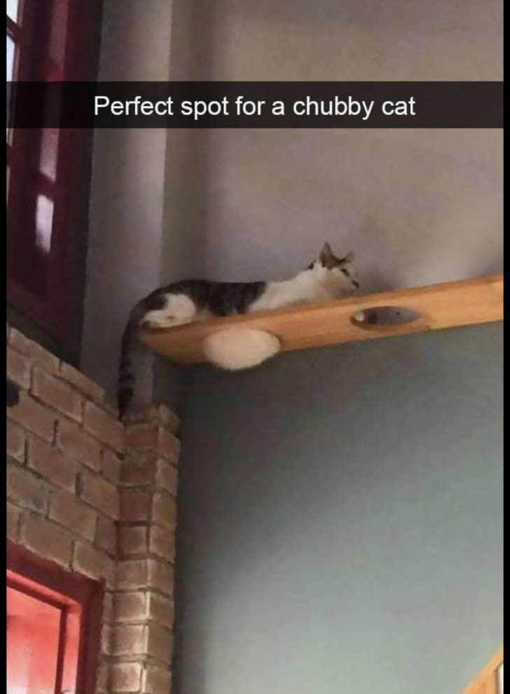 perfect spot cat - Perfect spot for a chubby cat