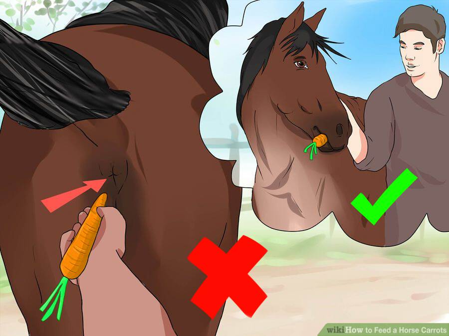 Illustration explaining to put the carrot in the horse's mouth, and not up his butt.
