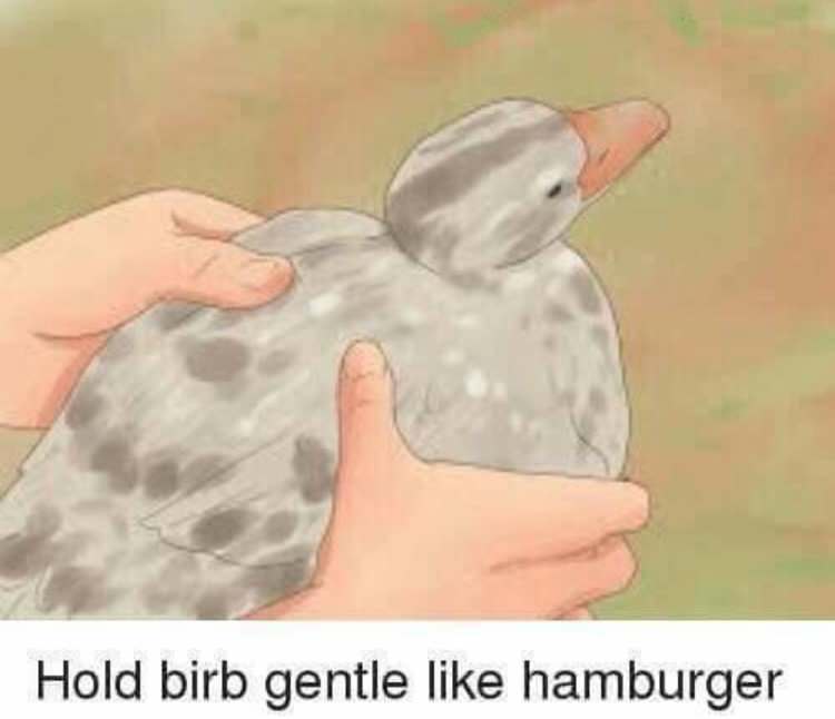 Meme instructions in a cartoon to hold the birb gently like a hamburger