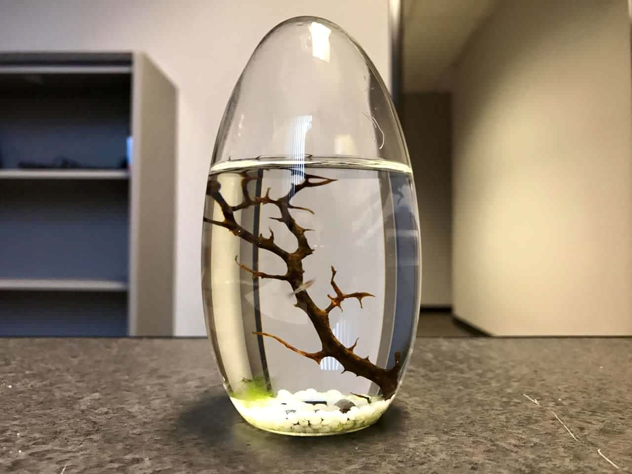 Meme of small tree growing in water egg