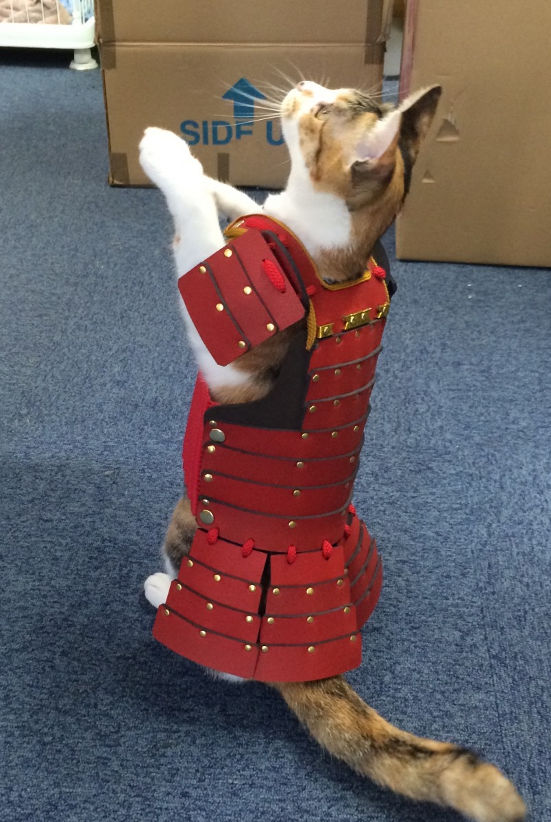 cool product samurai armor for cats