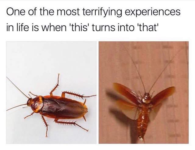 funny meme about when the cockroach has wings