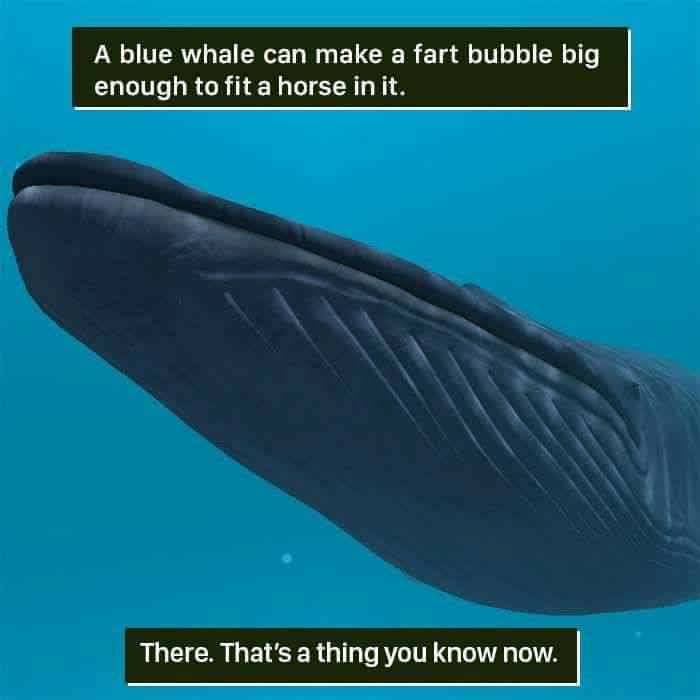 whale fart bubble horse - A blue whale can make a fart bubble big enough to fit a horse in it. There. That's a thing you know now.