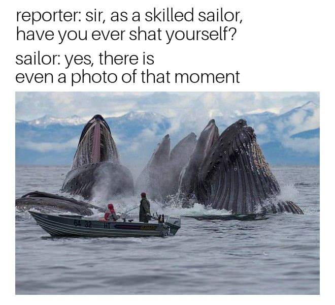 humpback whale feeding alaska - reporter sir, as a skilled sailor, have you ever shat yourself? sailor yes, there is even a photo of that moment