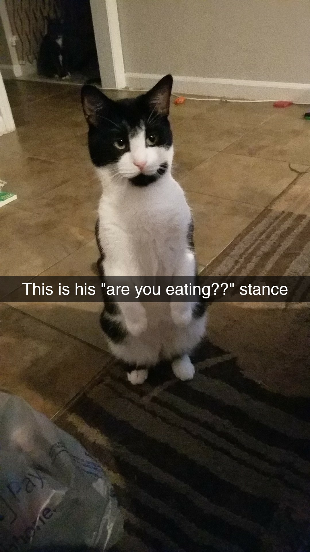 Animal - This is his "are you eating??" stance