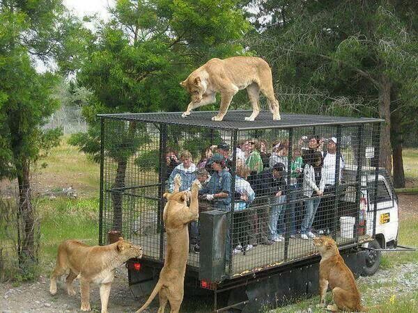 Lions exploring the cage full of humans