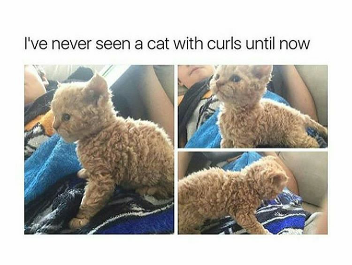 cat with curls - I've never seen a cat with curls until now