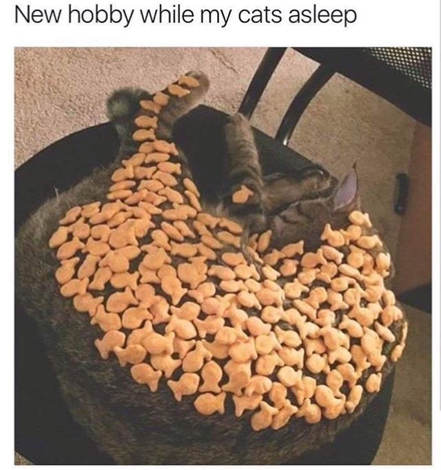 many goldfish can you put on your cat - New hobby while my cats asleep