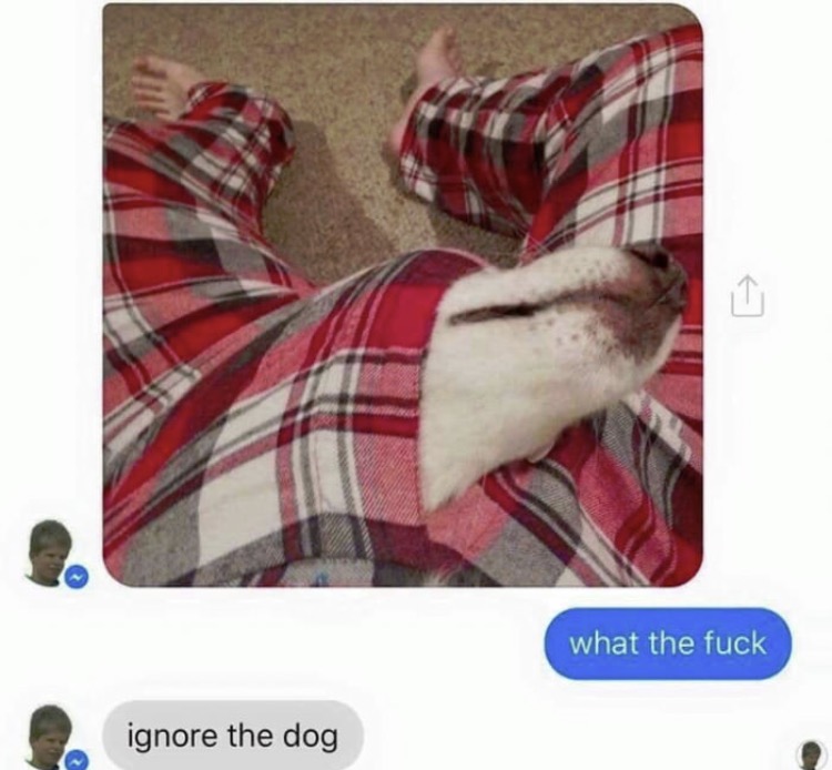 ignore the dog meme - what the fuck ignore the dog