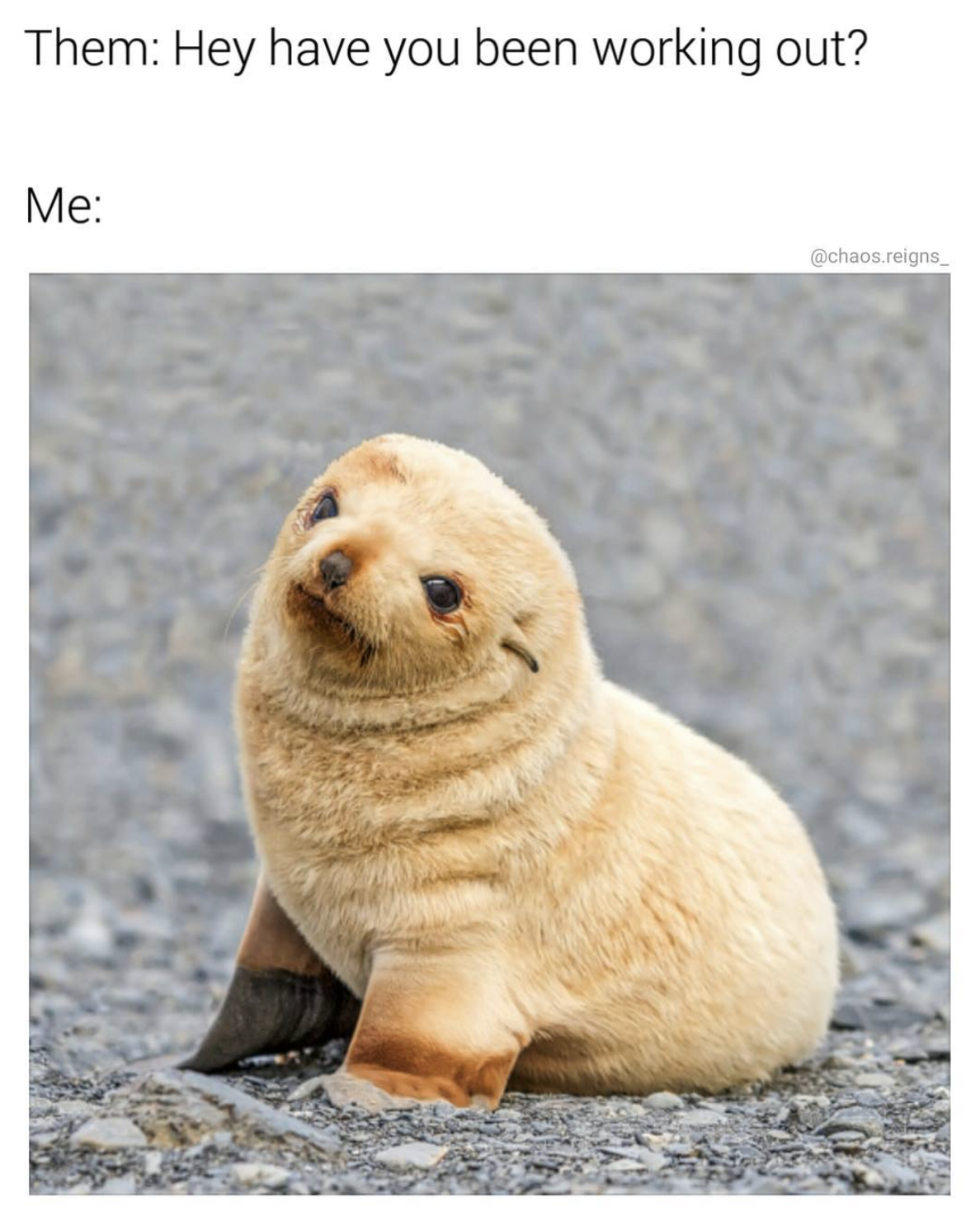 baby seal - Them Hey have you been working out? Me chaerion