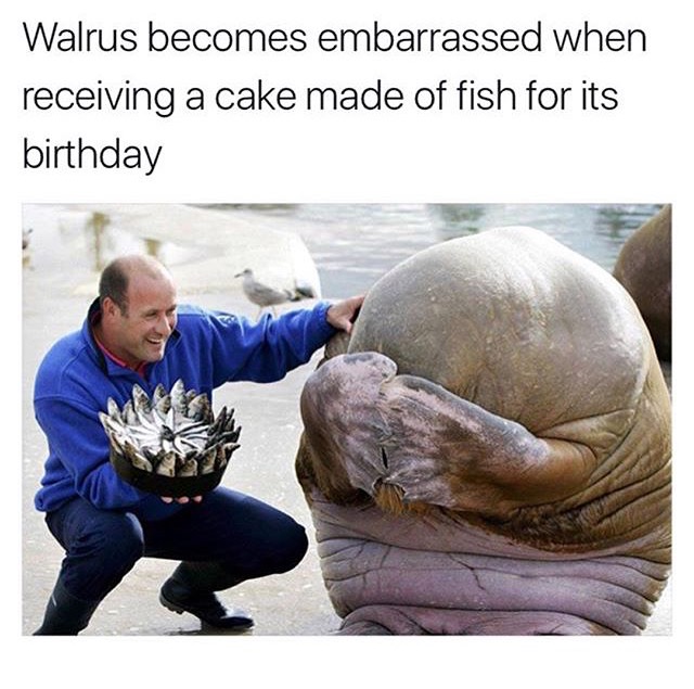 walrus birthday cake - Walrus becomes embarrassed when receiving a cake made of fish for its birthday