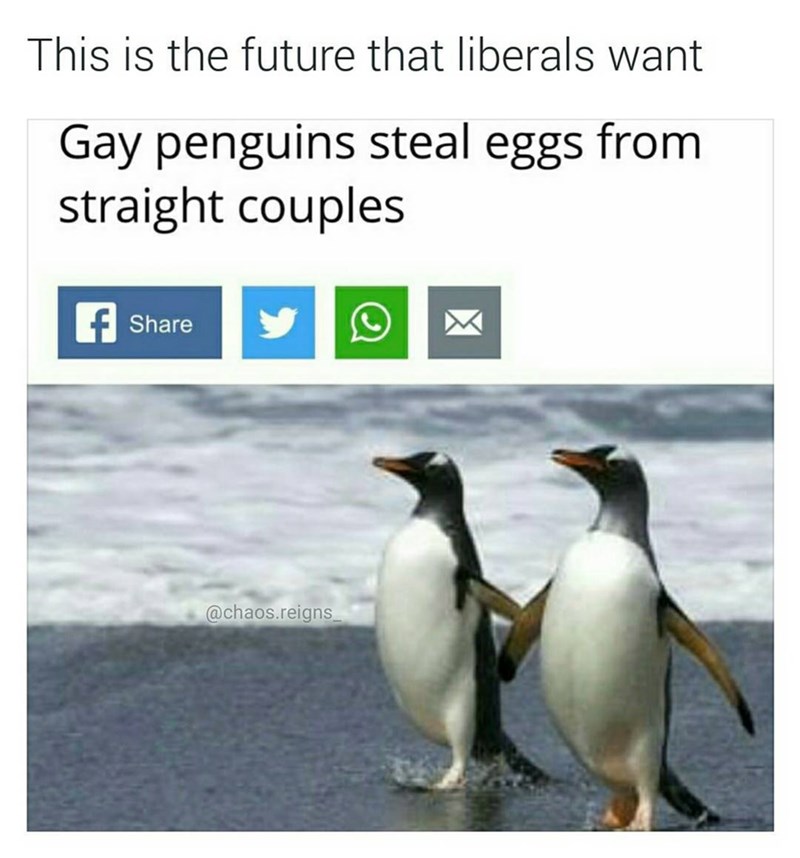 gay penguins meme - This is the future that liberals want Gay penguins steal eggs from straight couples o .reigns