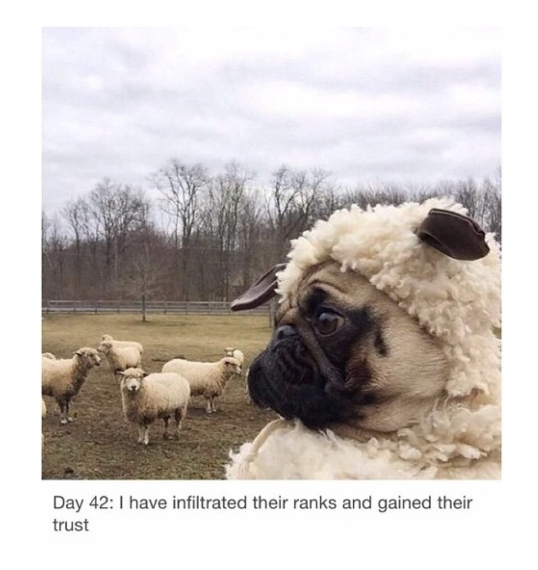 46 Great Pics to Improve Your Mood