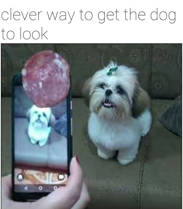 clever way to get the dog to look