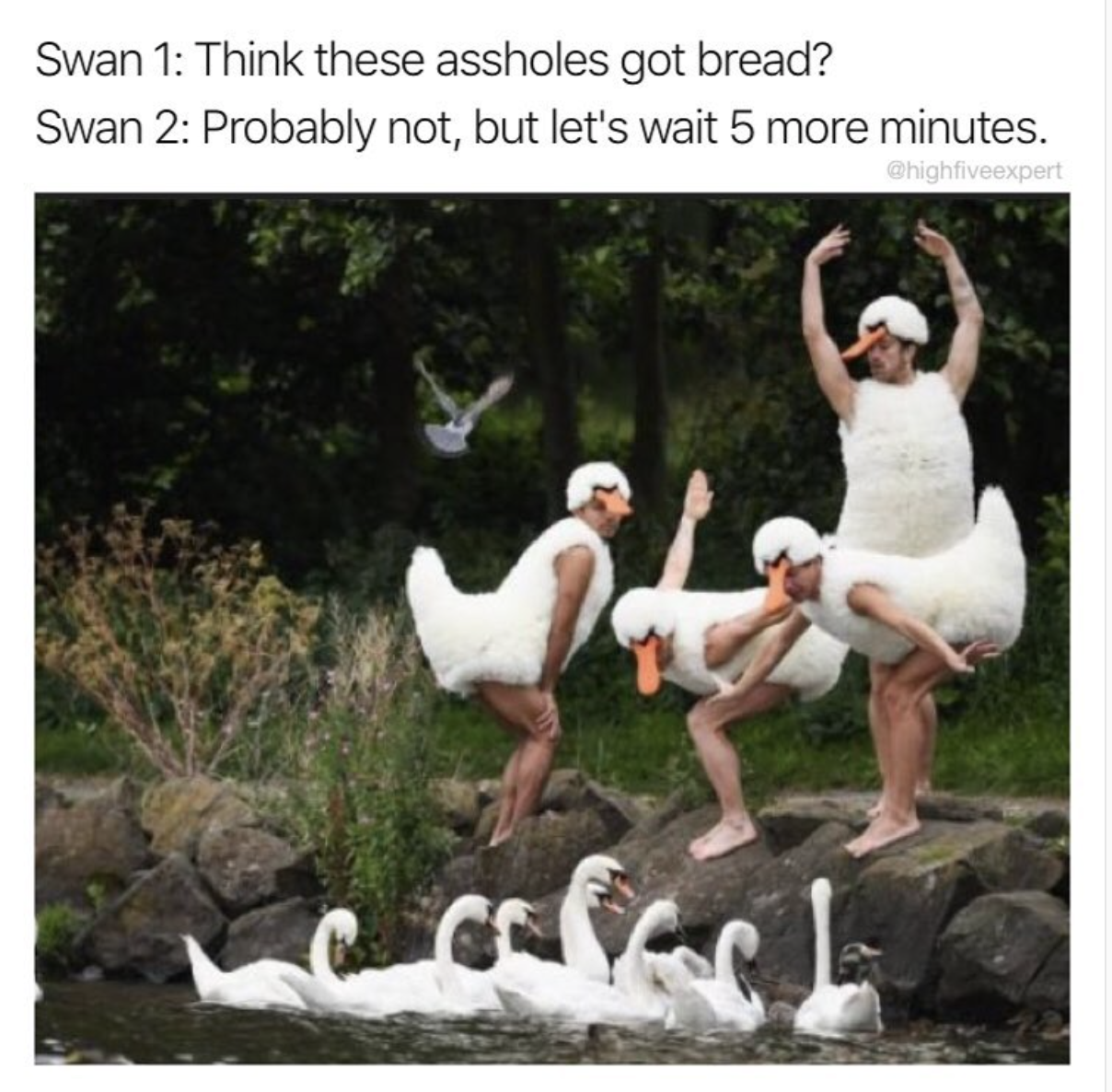 funny swans - Swan 1 Think these assholes got bread? Swan 2 Probably not, but let's wait 5 more minutes. Ve