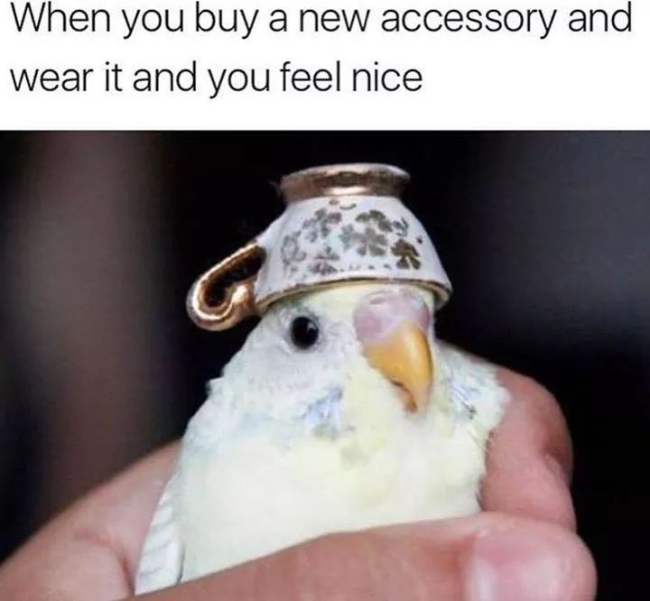 Funny meme about wearing a new accessory of a bird wearing a tea cup for a hat.