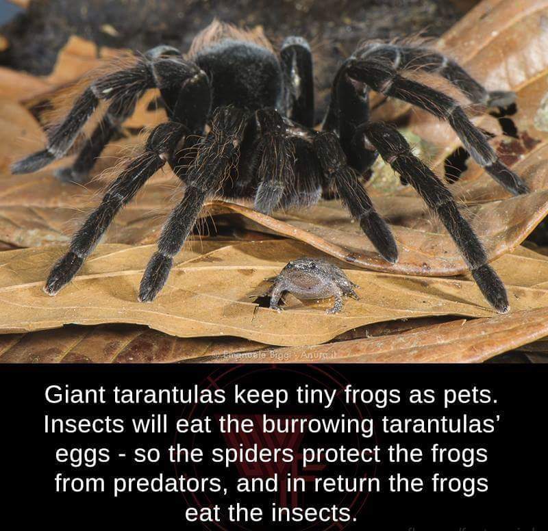 Fun fact meme about how tarantulas keeping frogs as pets