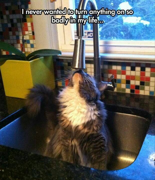 Cat looking up at the faucet with caption about wanting to turn that water on badly