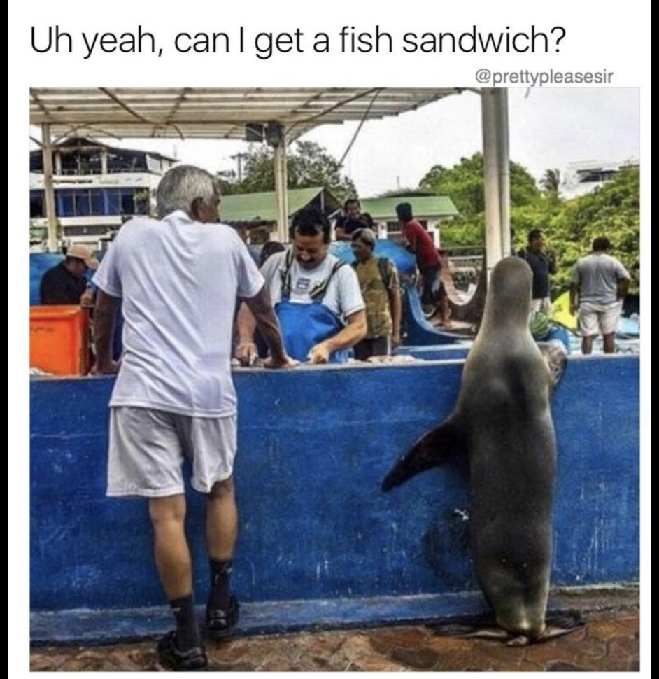 Sea lion - Uh yeah, can I get a fish sandwich?