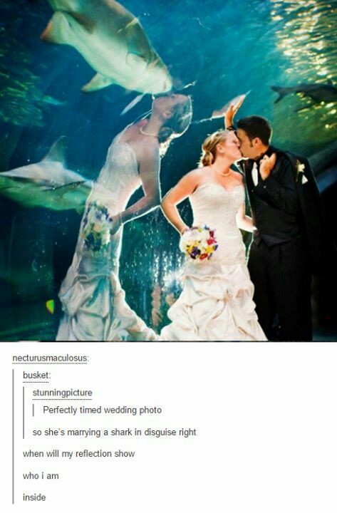 perfectly timed wedding - necturusmaculosus busket stunningpicture Perfectly timed wedding photo so she's marrying a shark in disguise right when will my reflection show who i am inside