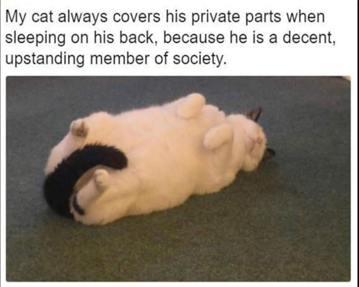 cat passed out but covering his privates