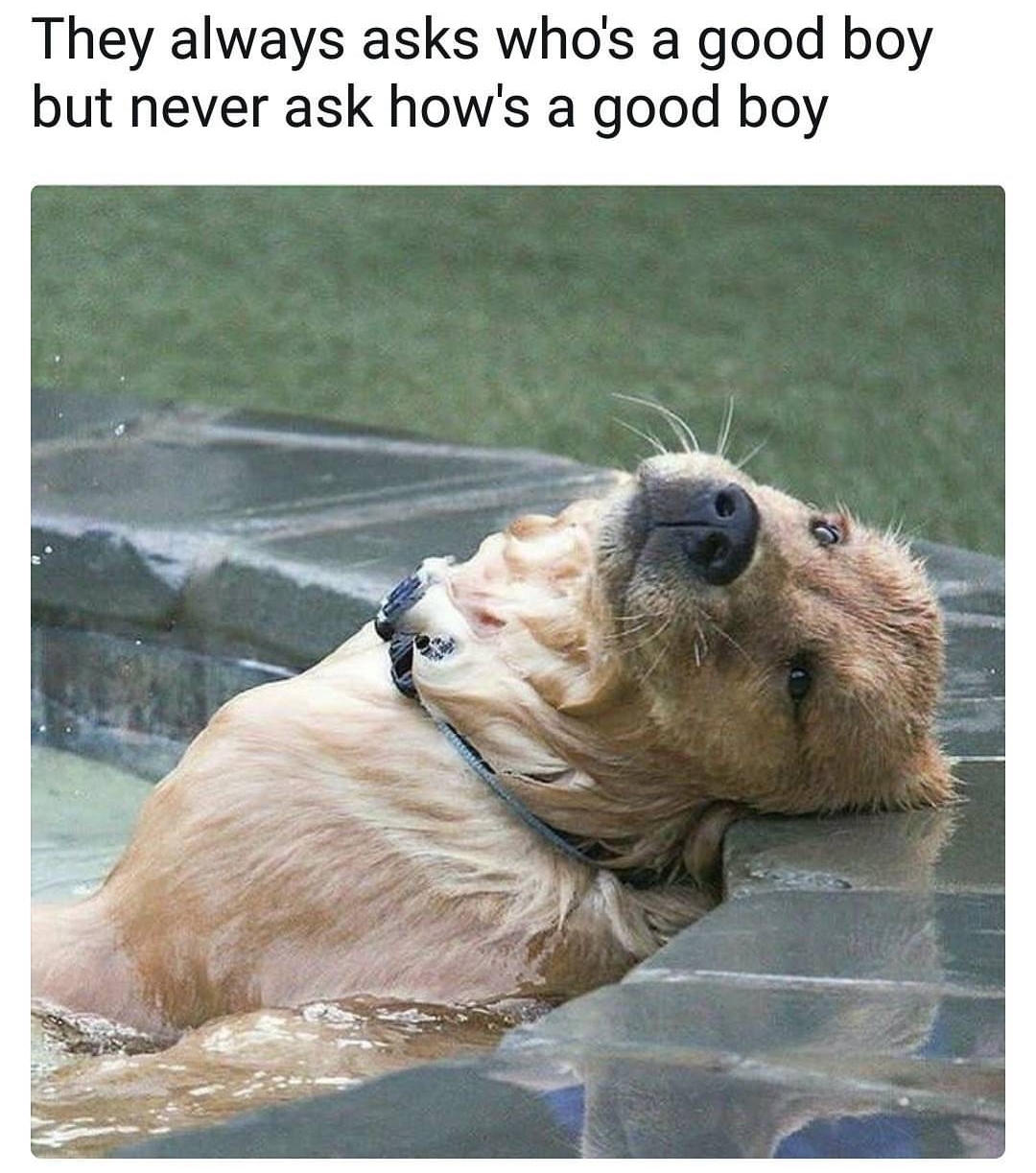 how's a good boy - They always asks who's a good boy but never ask how's a good boy