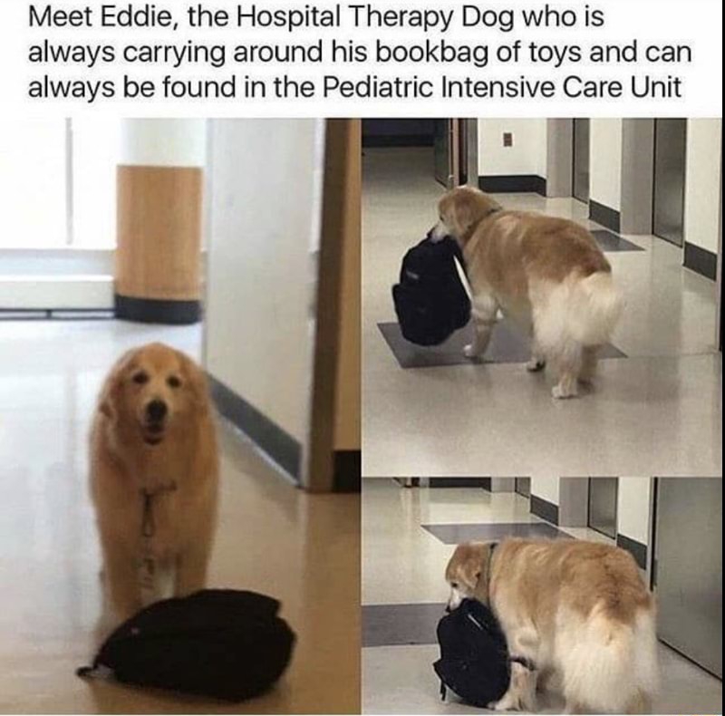 eddie hospital therapy dog - Meet Eddie, the Hospital Therapy Dog who is always carrying around his bookbag of toys and can always be found in the Pediatric Intensive Care Unit