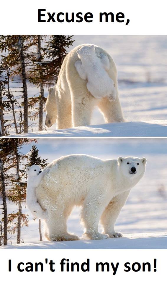 polar bear have you seen my son - Excuse me, I can't find my son!