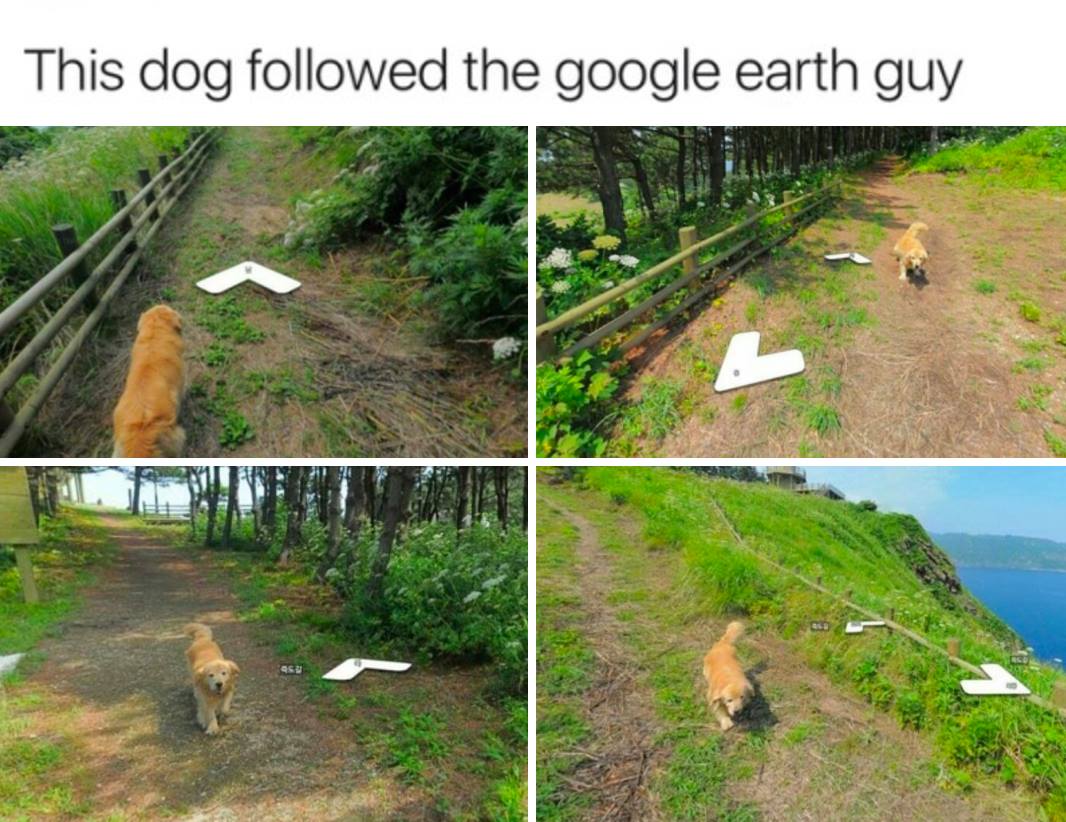 funny pictures of a dog that followed the Google Earth car