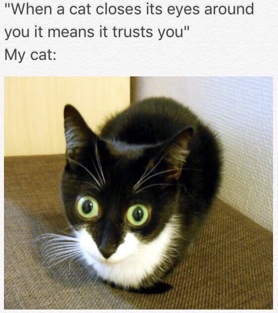 Meme about cats closing their eyes around you to indicate trusting you and picture of cat with eyes wide open