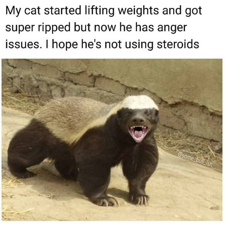 honey badger birthday meme - My cat started lifting weights and got super ripped but now he has anger issues. I hope he's not using steroids
