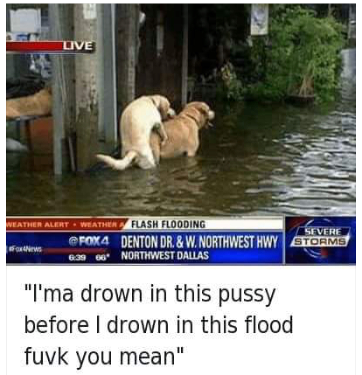 ima drown in this pussy before i drown in this flood - Uve Severe Kather Alert Weather Flash Flooding Denton Dr. & W. Northwest Hwy We 66 Northwest Dallas 639 "Ima drown in this pussy before I drown in this flood fuvk you mean"