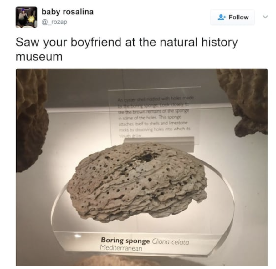 sponges meme - baby rosalina Saw your boyfriend at the natural history museum Boring sponge Clona celato Mediterranean