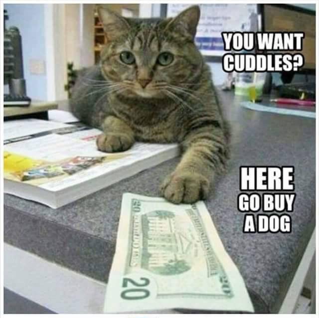 cat meme buy a dog - You Want Cuddles? 20 Here Go Buy A Dog