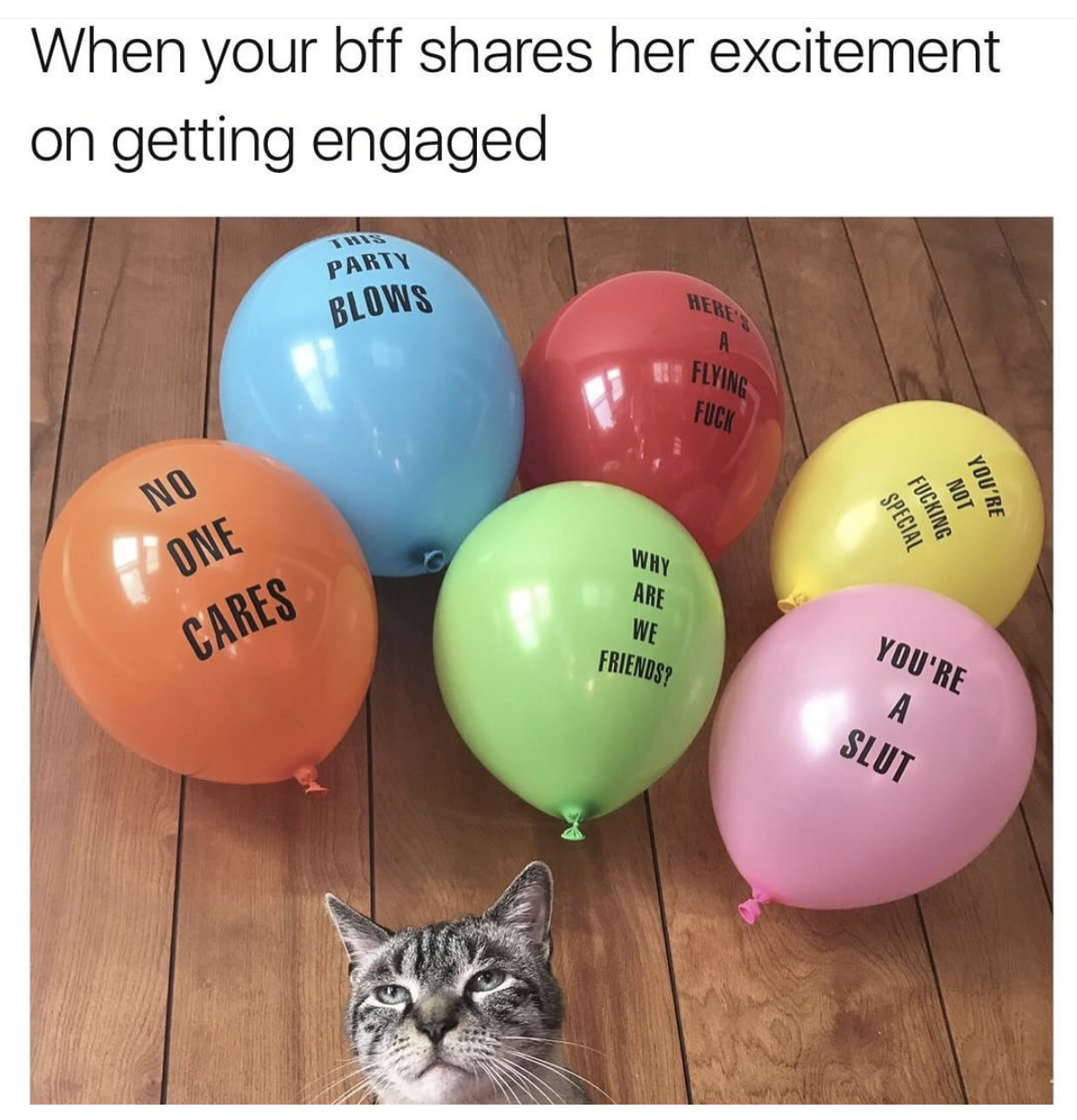 cat next to balloons of indifference