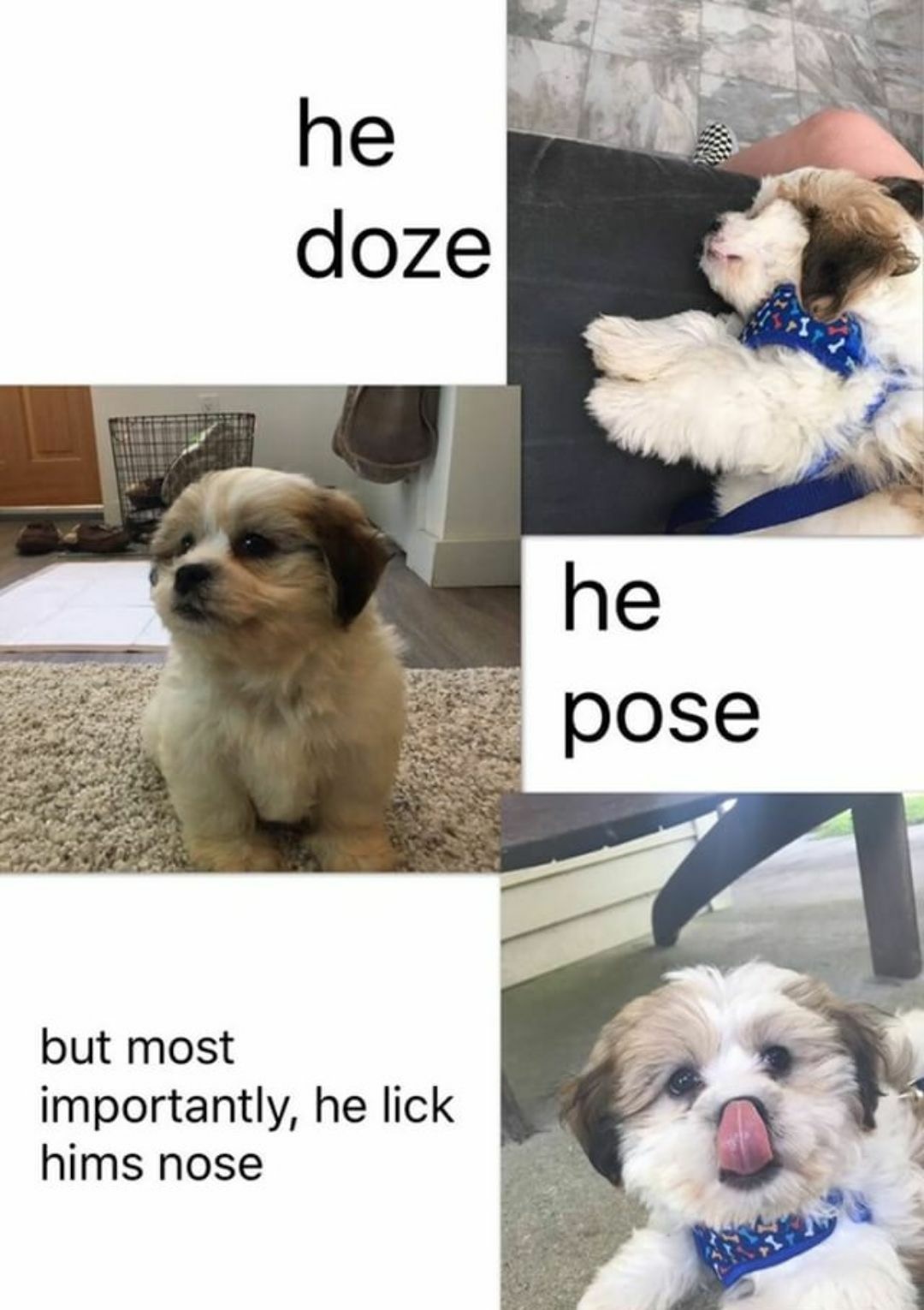 Cute dog meme