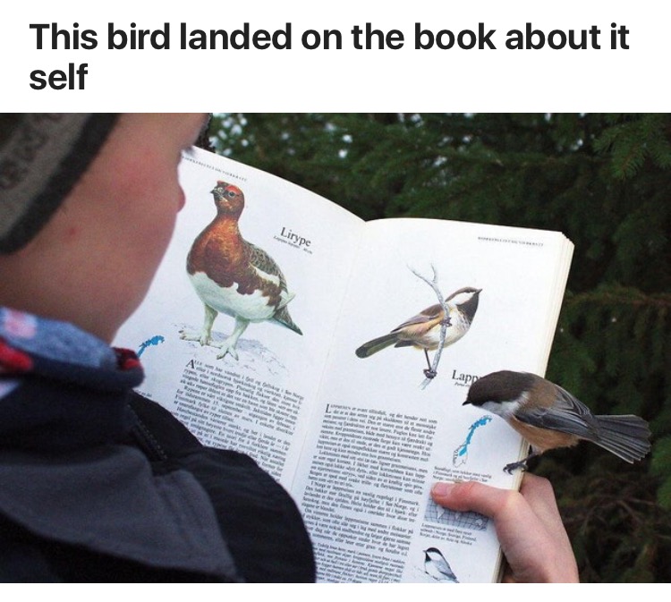 Amazing picture of a bird that landed on the book about itself.