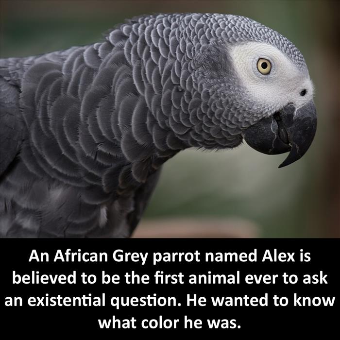 Amazing fact that the African Grey parrot named Alex asked what color he was, which was the first existential question asked by an animal.