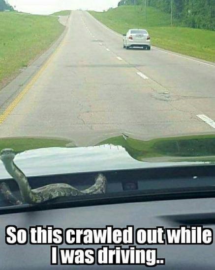 Man driving on the road with a snake crawling out from under his hood.