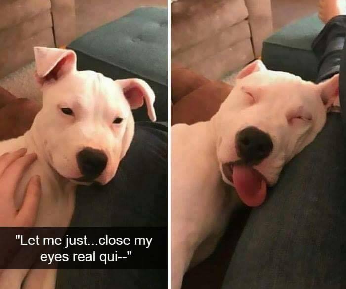 meme dog sleep - "Let me just...close my eyes real qui"