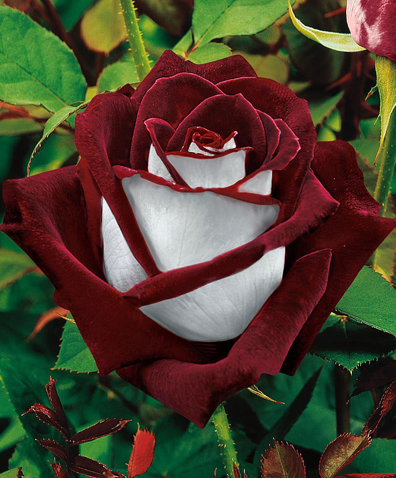 Beautiful rose that is white and red