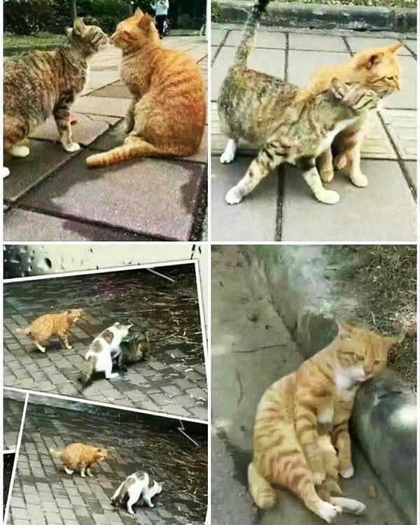 Funny and sad 4 panel story of cat that liked another cat but another cat had her and now he is sad