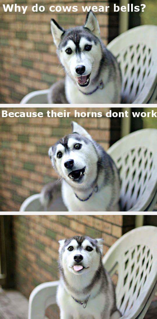 Lame pun dog joke about why cows wear bells because their horn doesn't work