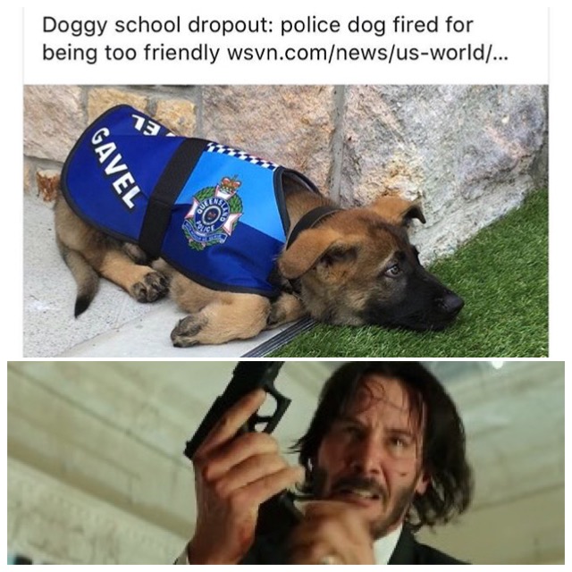 John Wick meme of reacting to that dog that got kicked out of police training for being too much of a friendly good dog