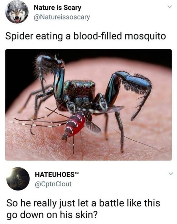 spider eating blood filled mosquito - Nature is Scary Spider eating a bloodfilled mosquito Hateuhoes So he really just let a battle this go down on his skin?