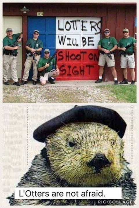 l otters are not afraid - 1039 Lotters Will Be Shoot On Asight L'Otters are not afraid. Senam Pic.Collage