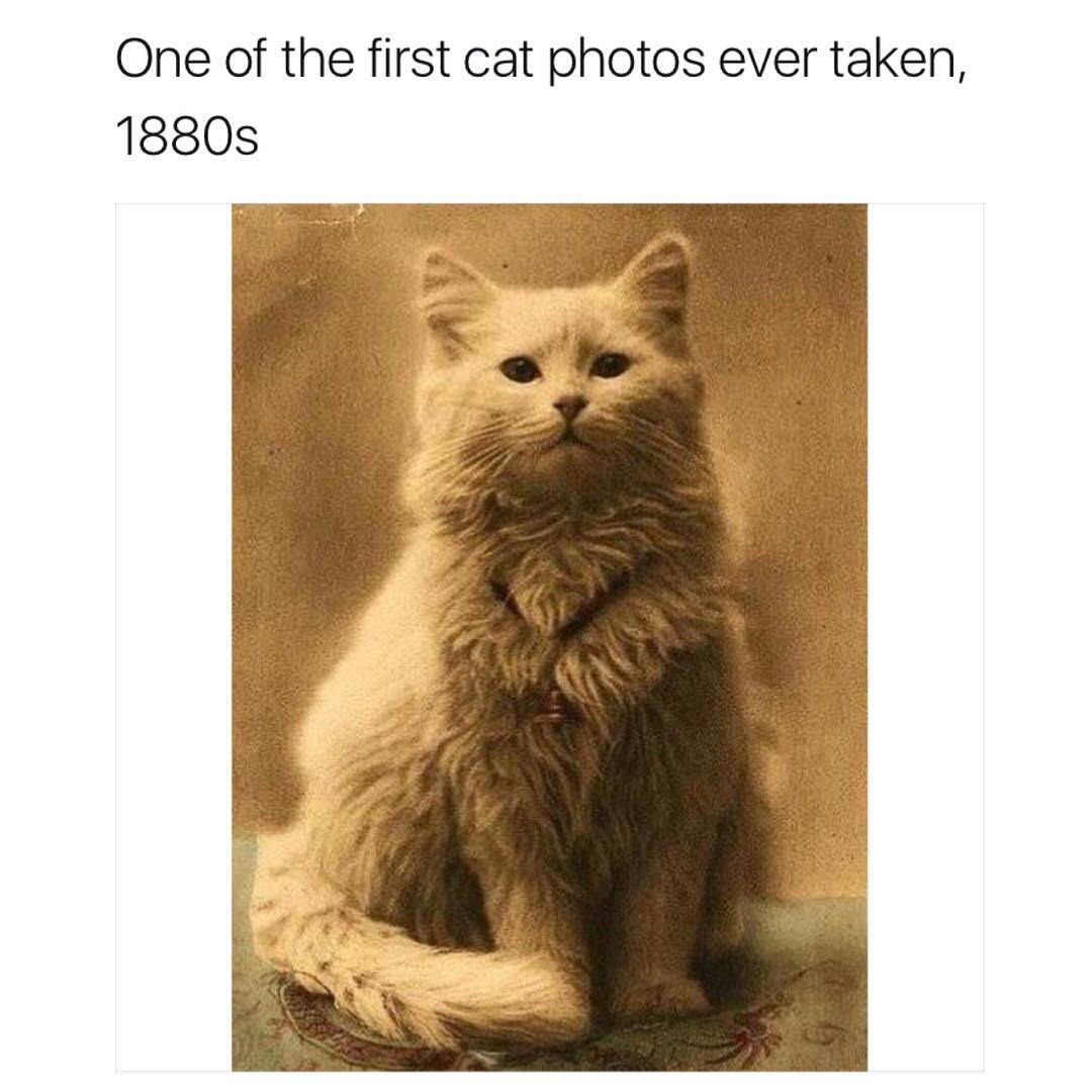 first picture ever taken of a cat - One of the first cat photos ever taken, 1880s
